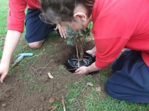 Rooom 4 Planting 006