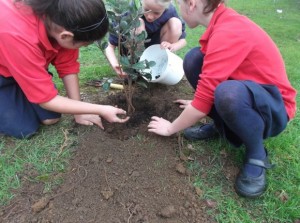 Rooom 4 Planting 010