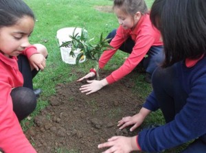 Rooom 4 Planting 011