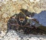 crab 1