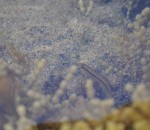 rock pool fish