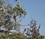shag nest 2