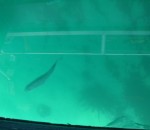 snapper glass bottom boat