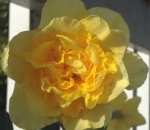 Daffodil by Annette Woodhead